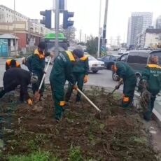 5 деревьев вместо одного вырубленного обещают посадить в Шымкенте посадка
