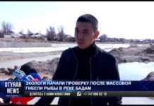 Почему погибла рыба на реке Бадам