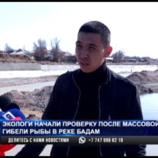 Почему погибла рыба на реке Бадам