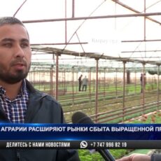 В Туркестанской области сфера сельского хозяйства развивается планомерно
