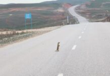 Фото суслика — гаишника набирает популярность в социальной сети