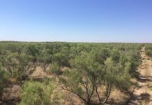 В Шымкенте остановили массовую вырубку деревьев возле элитного ЖК