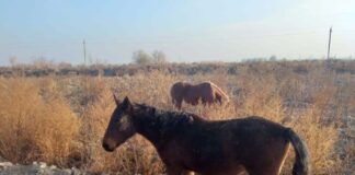 Скотокрада задержали в Жетысае лошади