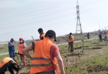 Плодовые деревья посадили в микрорайоне Асар