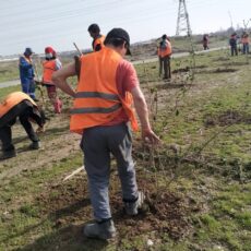 Плодовые деревья посадили в микрорайоне Асар