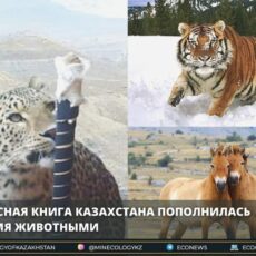 Красная книга Казахстана пополнилась тремя животными Красная книга РК