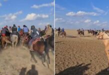 В Сарыагаше пресекли бата-кокпар на 200 человек кокпар