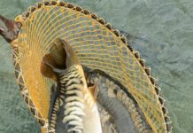 В Туркестанской области 133 предприятия занимаются рыбоводством рыба