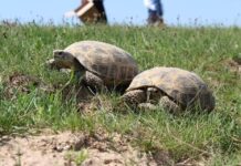 В Сарыагашском районе прошла операция по спасению черепах черепахи