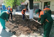 На главных улицах Шымкента высадили 18 тысяч саженцев цветов посадка цветов