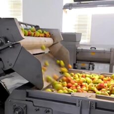 В Шымкенте откроют два предприятия по переработке фруктов и овощей переработке фруктов и овощей