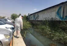 С 26 апреля по 10 мая в Шымкенте будут проводить работы по дератизации против грызунов обработка от грызунов