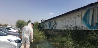 В Шымкенте началась масштабная обработка от комаров обработка от грызунов