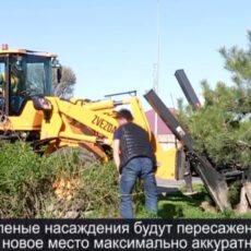 Строительство транспортной развязки: Деревья ждет комфортный переезд