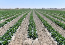 Мактаарал: Один гектар может принести прибыль до 8 млн тенге за год Мактаарал: