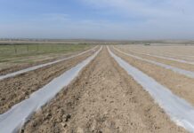 Лучший рис выращивают в Шардаринском районе рис