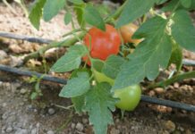 В Келесском районе созрели помидоры помидор