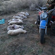 Полицейские Туркестанской области задержали браконьеров с тушами сайгаков браконьеры