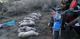 Полицейские Туркестанской области задержали браконьеров с тушами сайгаков браконьеры