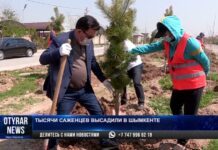 Тысячи саженцев высадили в Шымкенте