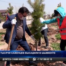 Тысячи саженцев высадили в Шымкенте