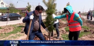 Тысячи саженцев высадили в Шымкенте