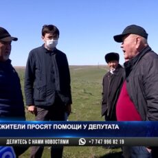 Жители Шымкента просят отдать земли под пастбища