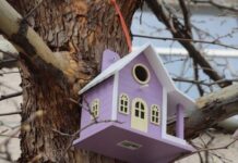 Департамент юстиции Шымкента обеспечил птиц vip-скворечниками