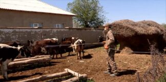 Шымкент: Дезинфекция от клещей начнется в мае