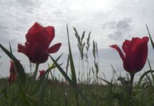 Тюльпаны Грейга: Почему их не стоит срывать