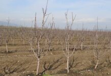 В Тюлькубасском районе 54 гектара отдали под «Американку» сад