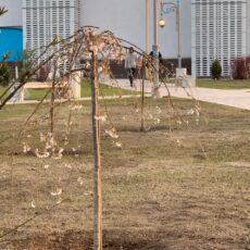 В Туркестане зацвела сакура