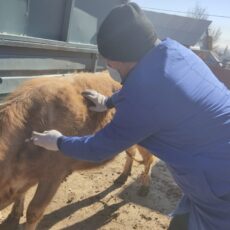 В городе началась борьба с особо заразными болезнями животных животные