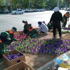 Шымкент превращается в город цветов цветы