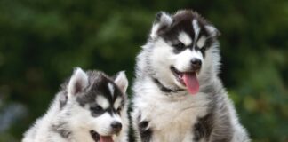 Полицейские Туркестана помогли жителю найти пропавших щенков Хаски Хаски