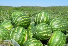 Жетысайские арбузы отправляют в Россию арбузы