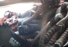 35 кг сайгачьих рогов изъяли у жителя Сарыагашского района сайга