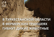 Траншеи с погибшими животными обнаружены в Туркестанской области