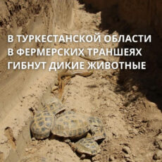 Траншеи с погибшими животными обнаружены в Туркестанской области