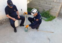 В Шымкенте в дома горожан стали чаще заползать змеи змея