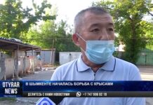 На борьбу с крысами в Шымкенте в этом году выделено 8 млн тенге