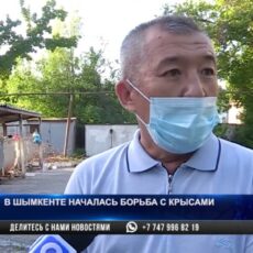 На борьбу с крысами в Шымкенте в этом году выделено 8 млн тенге