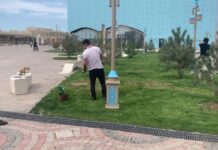 Газон в Туркестане не красили, а …. минерализировали