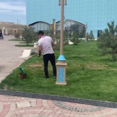 Газон в Туркестане не красили, а …. минерализировали