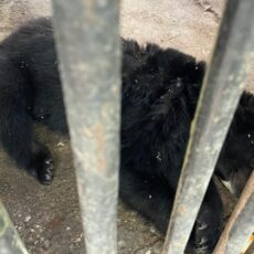 В Шымкентском зоопарке медведь пытался сломать решетку
