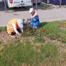 35 тысяч саженцев цветов высажены в Абайском районе цветы