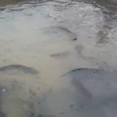 В Келесском районе выращивают африканских сомов сом