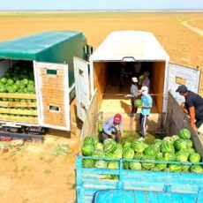 Шардаринские аграрии начали экспорт бахчевых культур арбузы