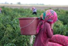 Вопросы борьбы с детским трудом обсудили в минтруда детский труд