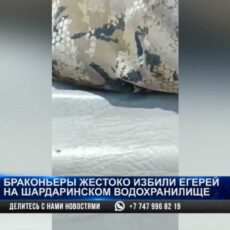 Браконьеры жестоко избили егерей на Шардаринском водохранилище
